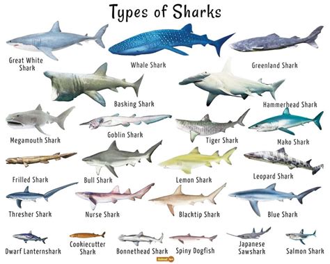 鯊魚品種鯊魚種類 乾隆通寶